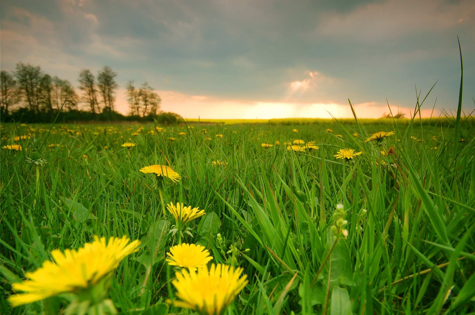 yellow flower field