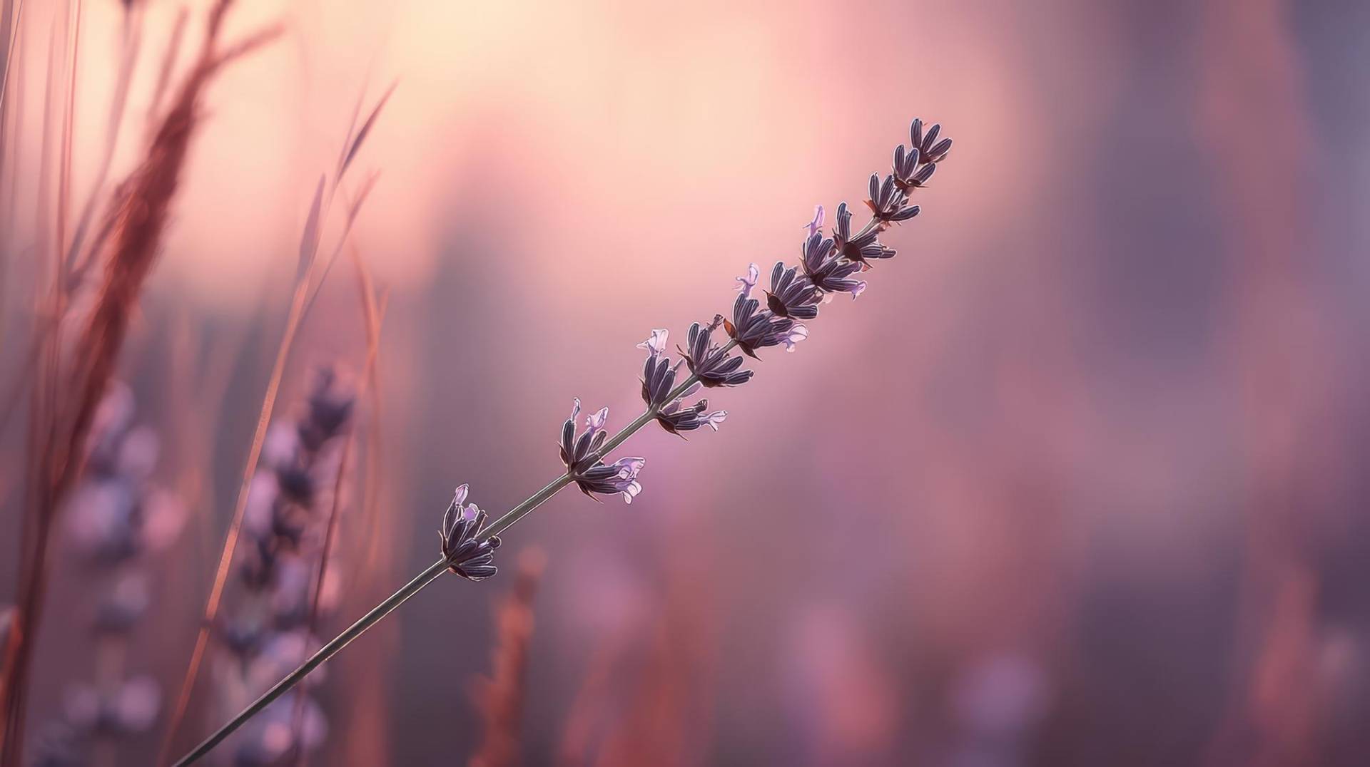 lavender flower in soft golden light